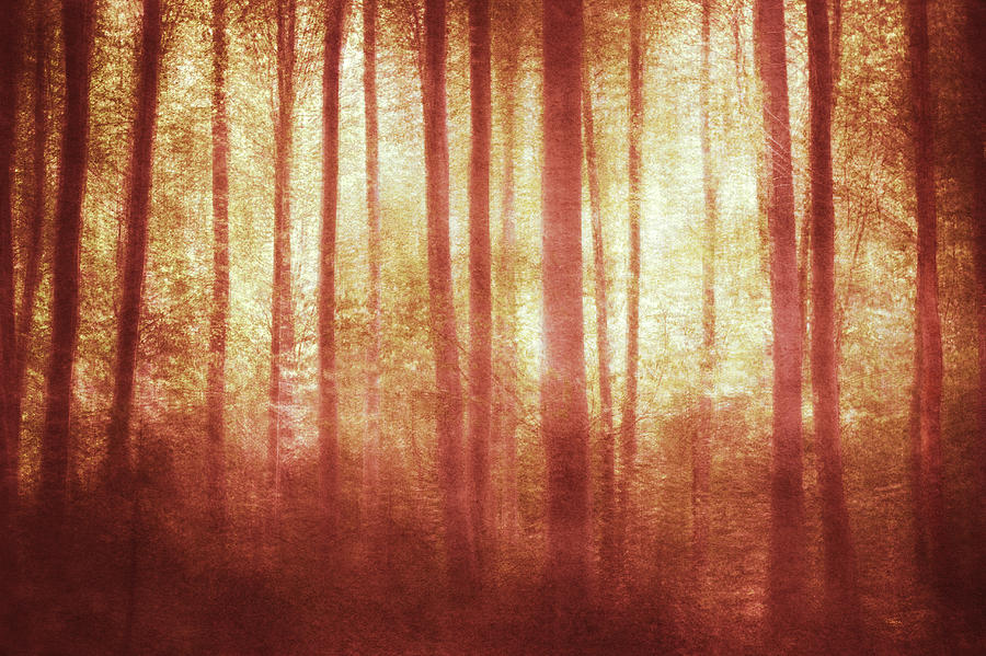 Summer Photograph - Mortwood Forest in red by Violet Gray
