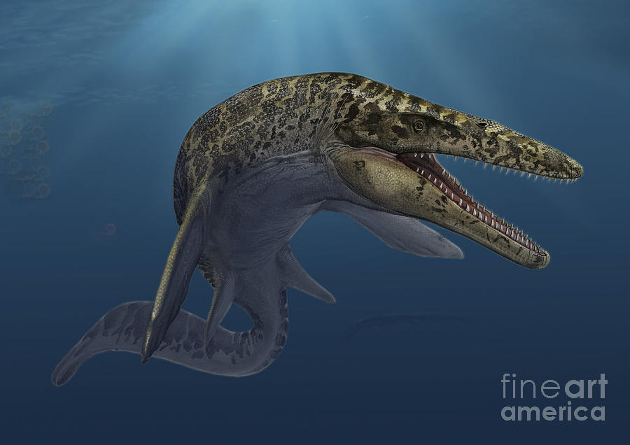 Wildlife Digital Art - Mosasaurus Hoffmanni Swimming by Sergey Krasovskiy