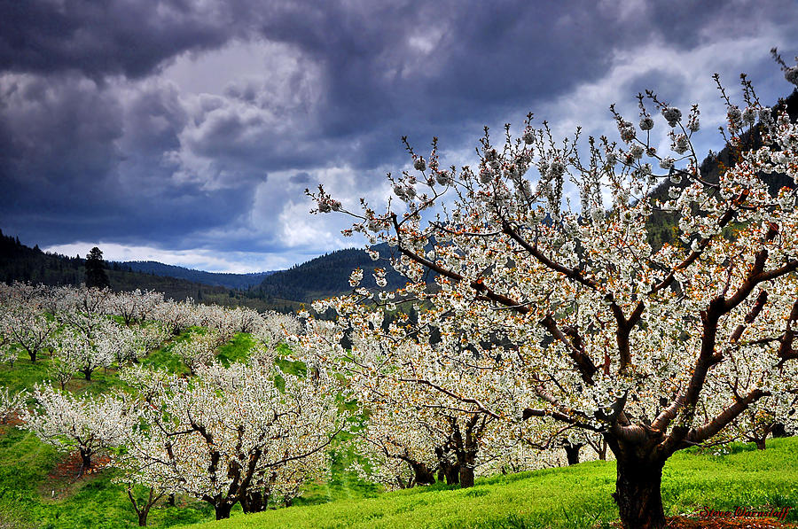 Mosier Cherries 2 Photograph by Steve Warnstaff