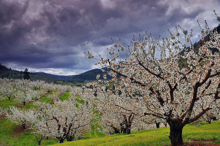 Mosier Cherries Photograph by Steve Warnstaff