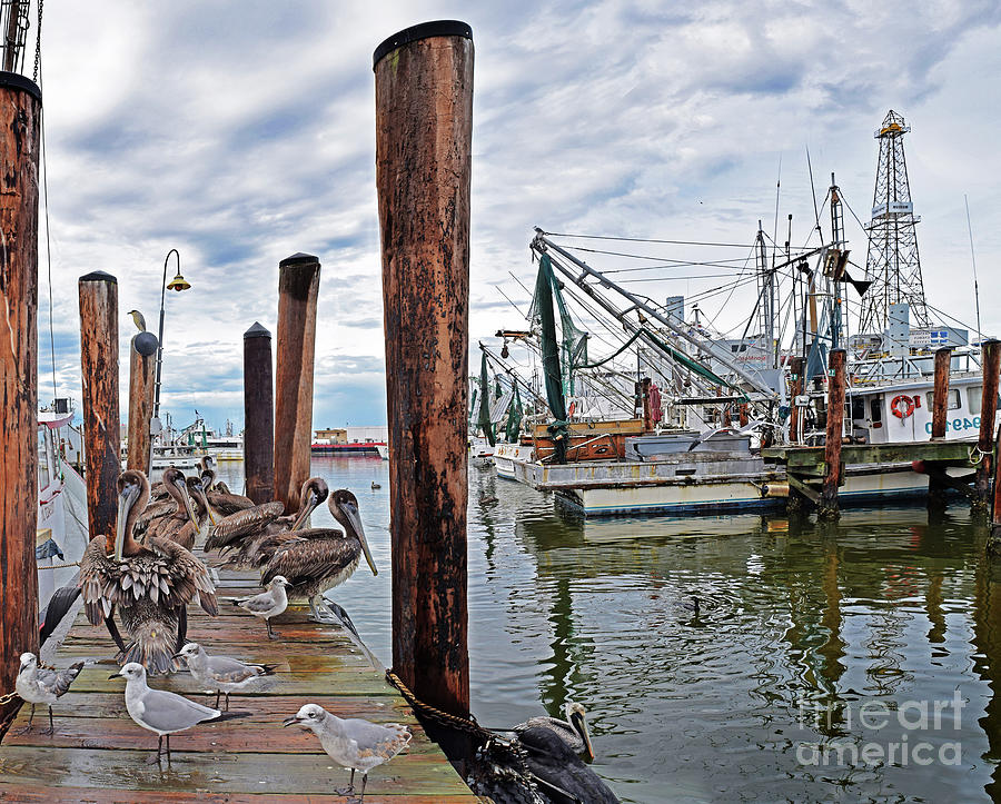 Seagull Photograph - Mosquito Fleet by Calvin Wehrle