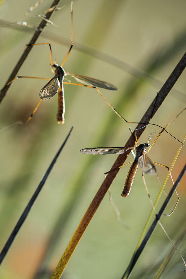 Mosquito Hawks Photograph by Robert Potts
