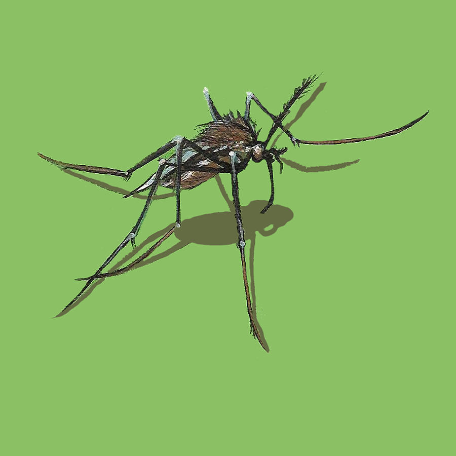 Mosquito Painting by Jude Labuszewski