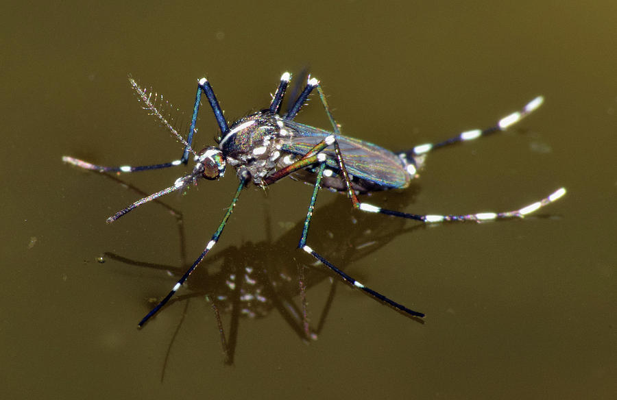 Mosquito Photograph by Larah McElroy