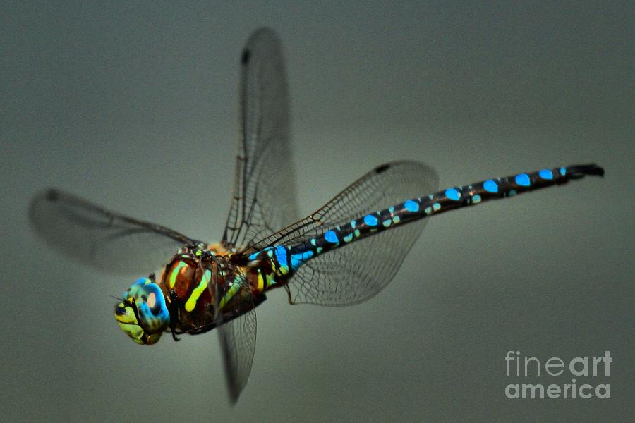 Blue Dragonfly Photograph - Mosquito Muncher by Adam Jewell