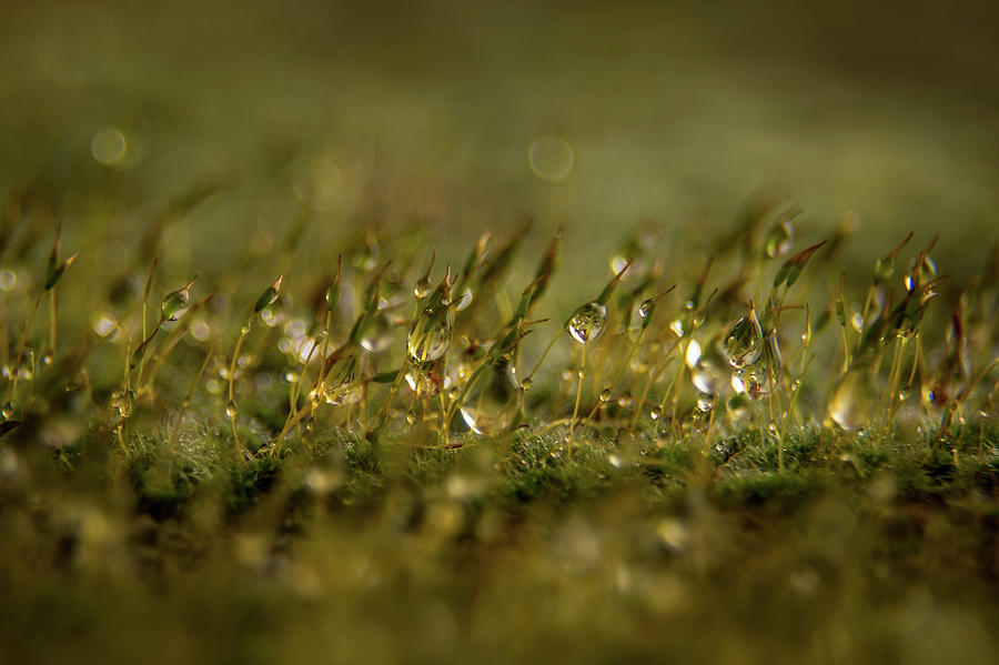 Moss after Rain Photograph by Tony Noto - Pixels