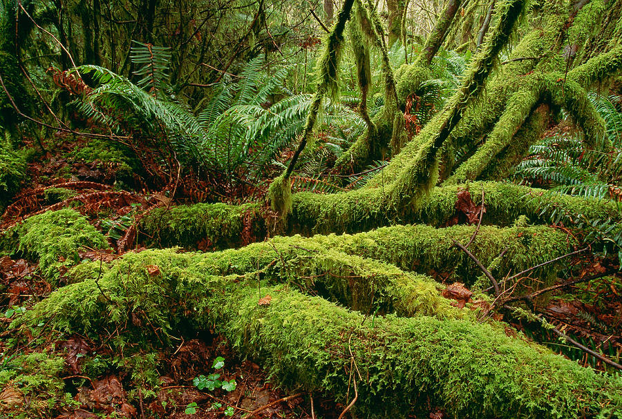 How Are Algae Different From Mosses And Ferns
