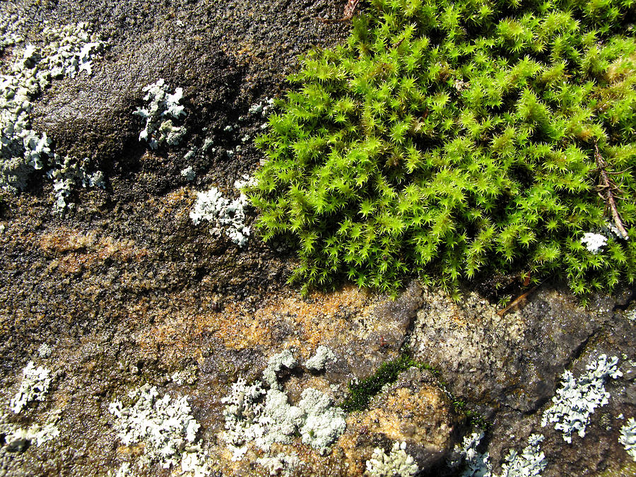 Moss and Granite  Photograph by Lyle Crump