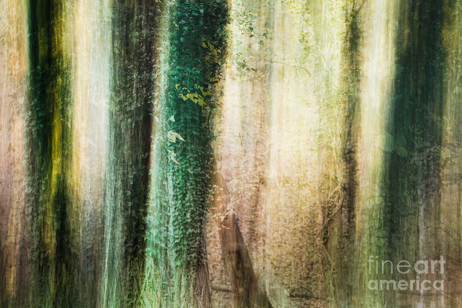 Abstract Photograph - Moss and Ivy by Lisa McStamp