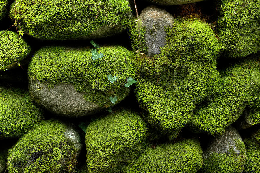 Moss And Ivy Photograph by Mike Eingle