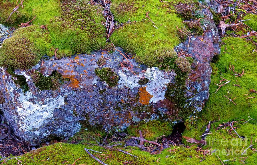 Moss and Lichen Photograph by Michele Penner