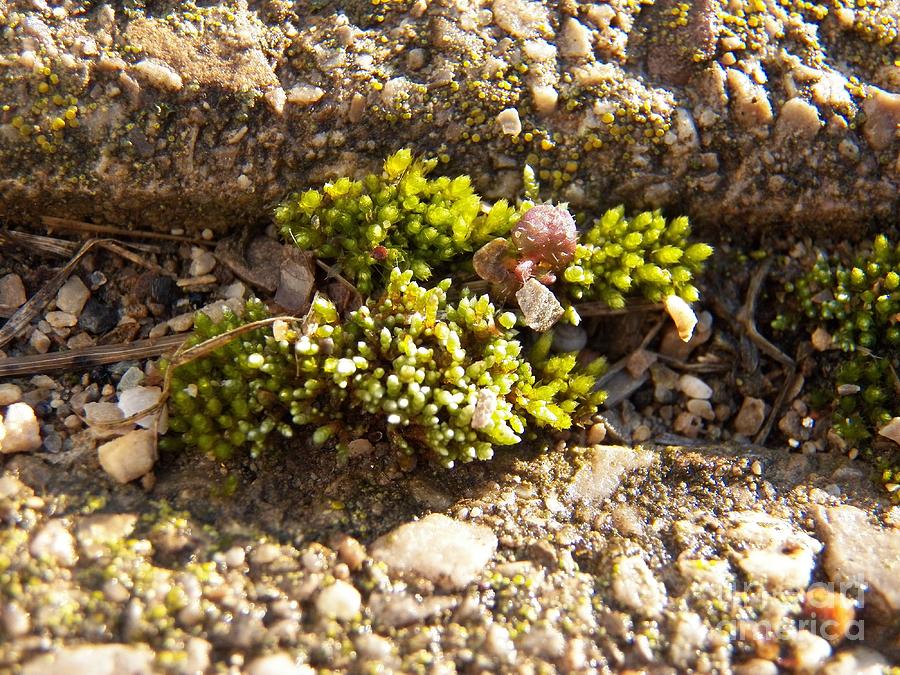 Moss and Pebbles Photograph by Corinne Elizabeth Cowherd