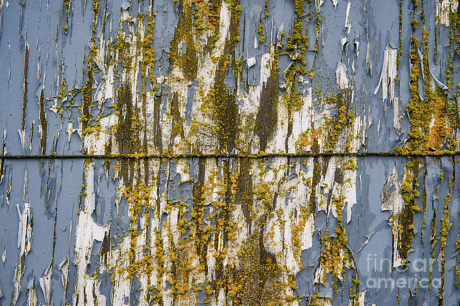 Moss and peeling paint on old boat TX10153 Photograph by Mark Graf