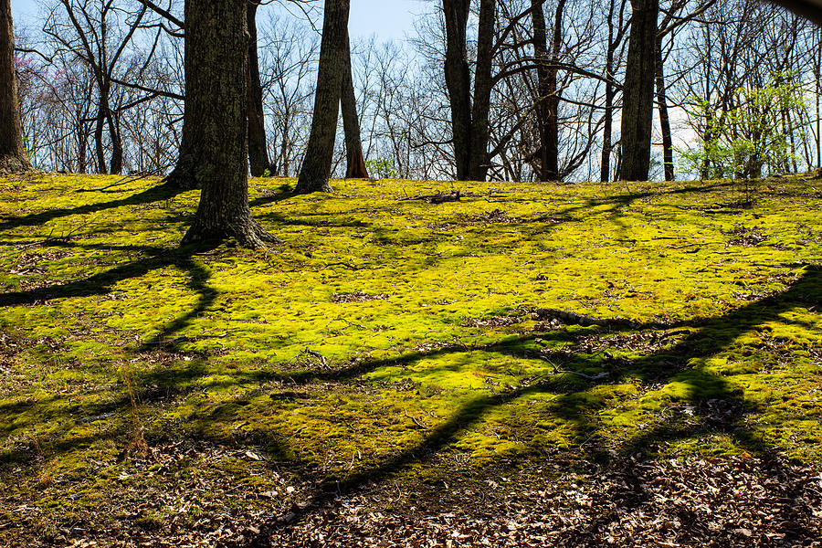 Moss And Shadows Photograph
