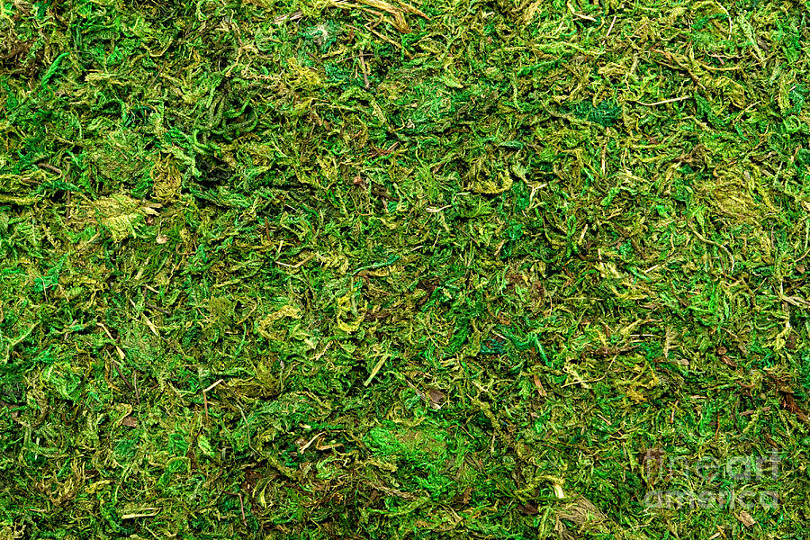 Moss Background Photograph by Olivier Le Queinec