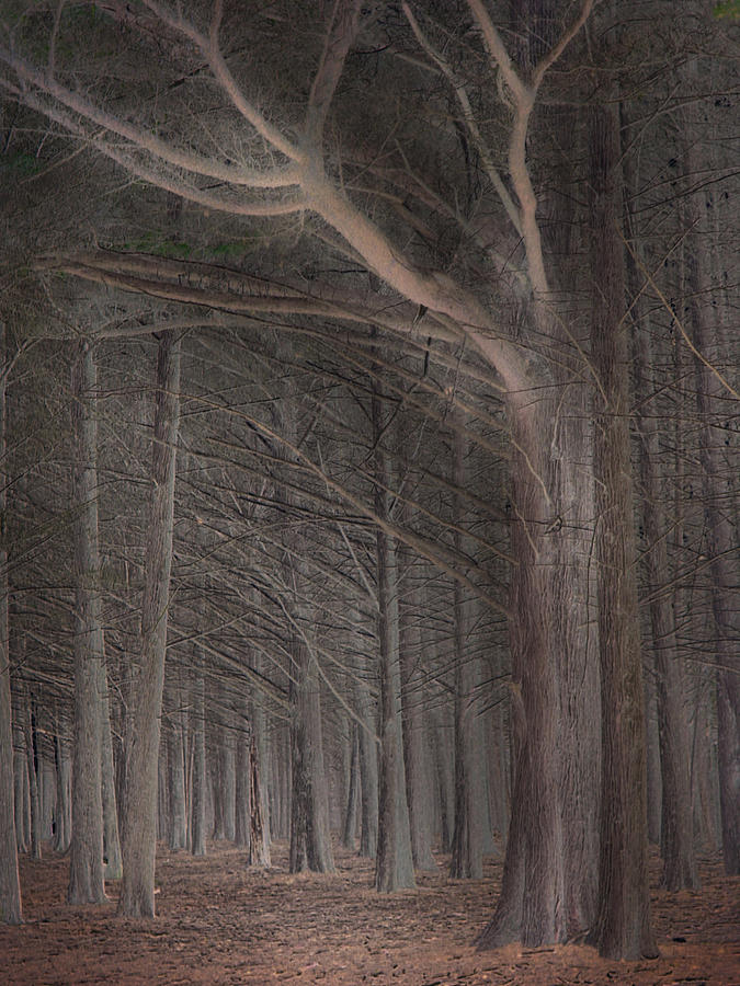 Landscape Photograph - Moss Beach Trees by Karen  W Meyer