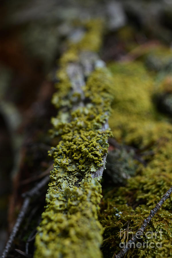Nature Photograph - Moss Branch by Kimberly  Lynn