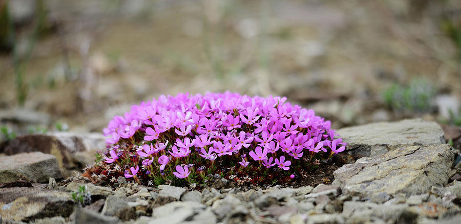 Moss Campion Photograph by Whispering Peaks Photography