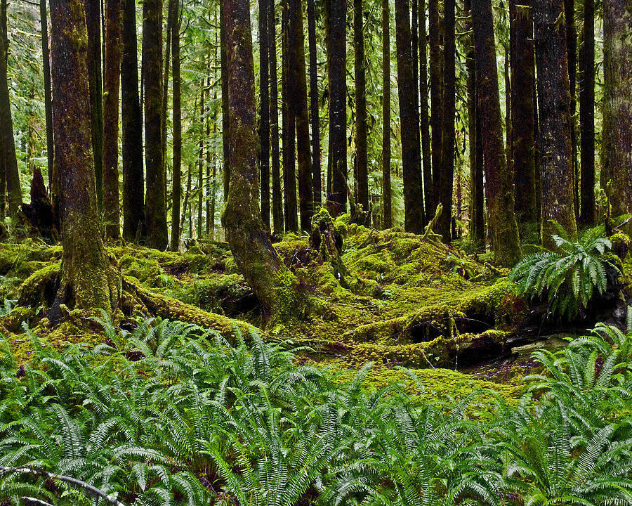 Moss Carpet Photograph by Wilbur Young - Pixels