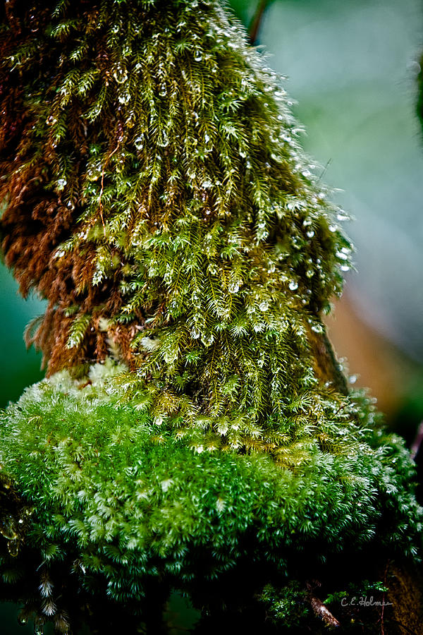 Moss Photograph by Christopher Holmes