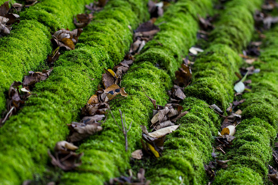 Moss Photograph by Clare Bambers