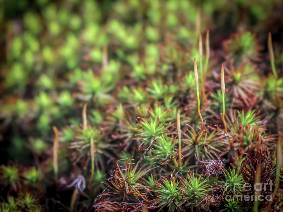 Moss close up Photograph by Claudia M Photography