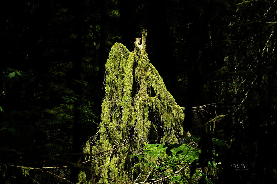 Moss Cover Photograph by Bill Posner