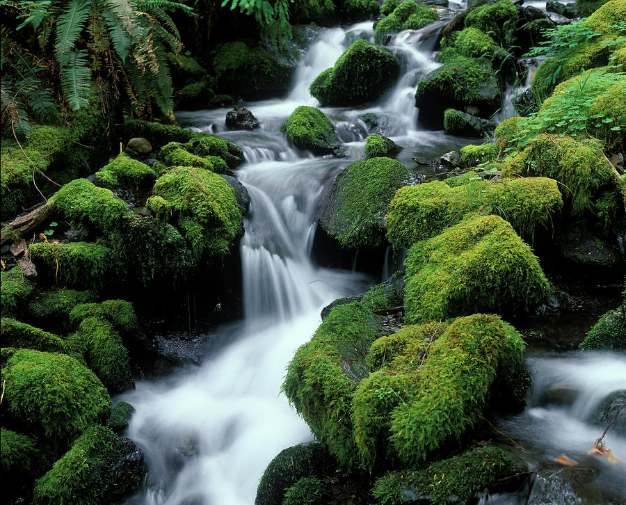 Moss covered creek-1 Photograph by Michael Sedam - Fine Art America