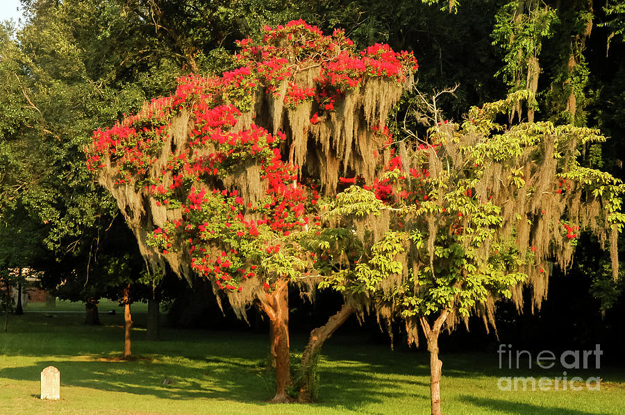 Moss-Covered Crepe Myrtle Photograph by Bob Phillips