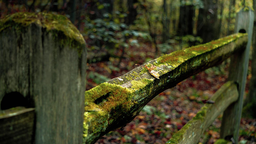 Moss Covered Fence Photograph by Jessie Henry