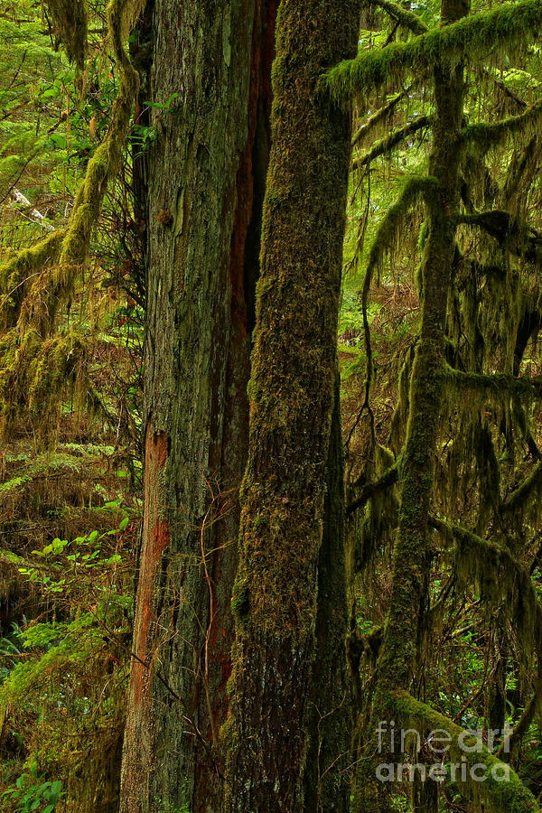 Moss Covered Giant Photograph by Adam Jewell
