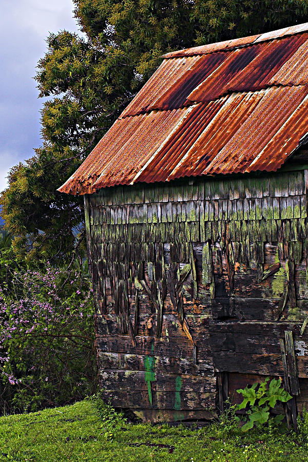 Moss Covered House-St Lucia Photograph by Chester Williams
