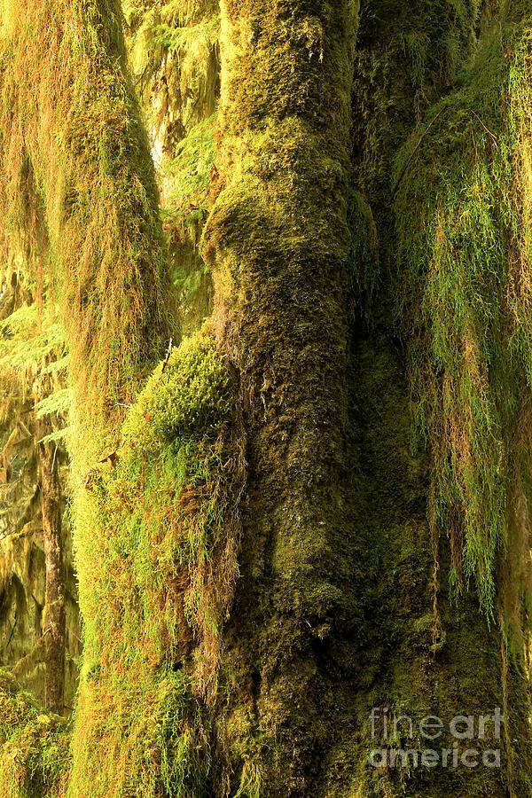 Moss Covered In The Hoh Photograph by Adam Jewell