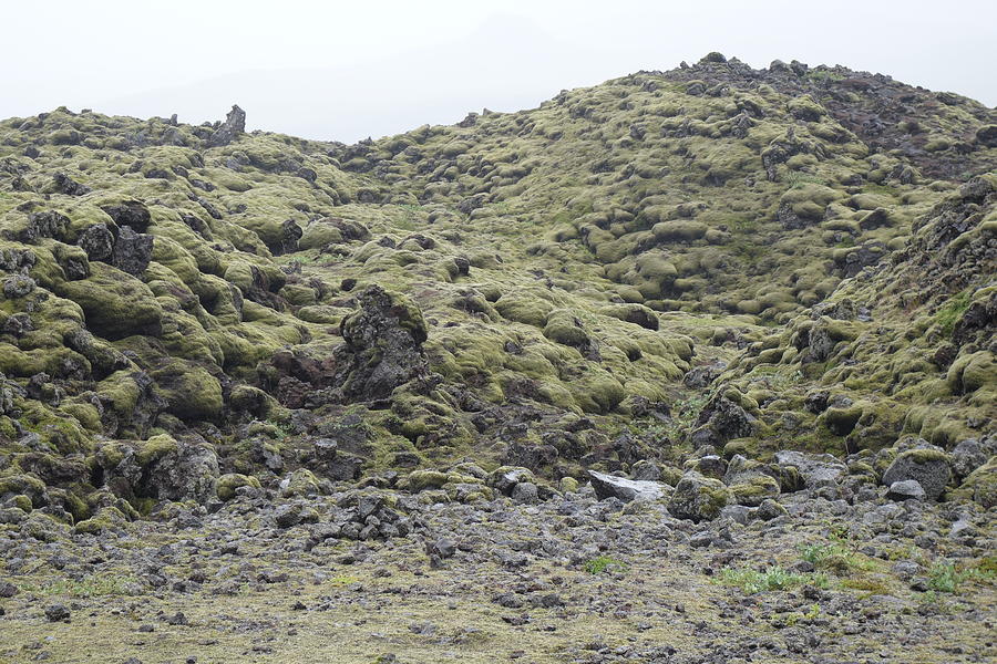 Moss covered Laki Lava Field in Iceland Photograph by Rauno Joks | Fine ...