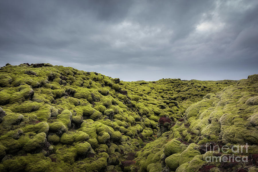 Moss Covered Lava Field Photograph by Michael Ver Sprill