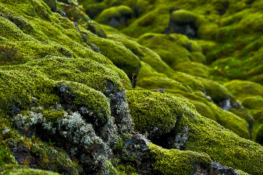 Moss Covered Lava Field Photograph by Stuart Litoff