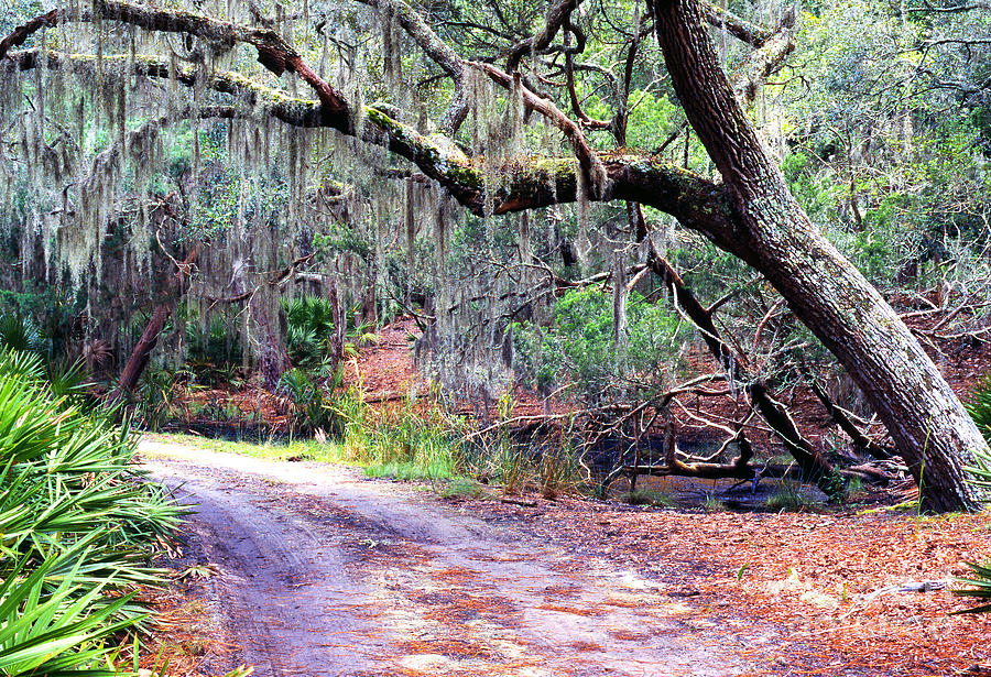 Moss Covered Live Oak Photograph by Thomas R Fletcher