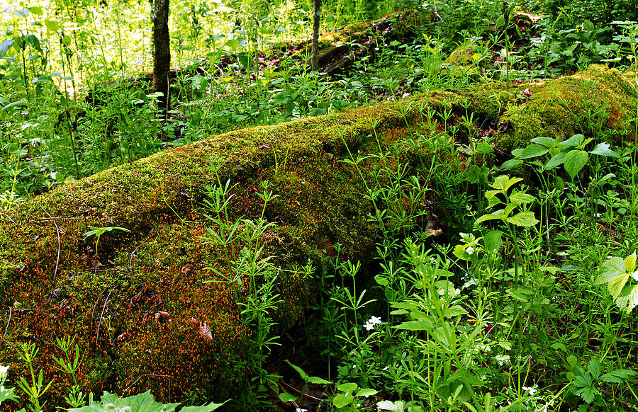 Moss Covered Log 2 Photograph by Larry Ricker