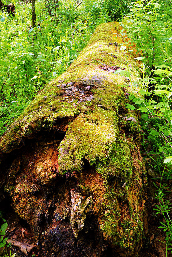 Nature Photograph - Moss Covered Log 3 by Larry Ricker