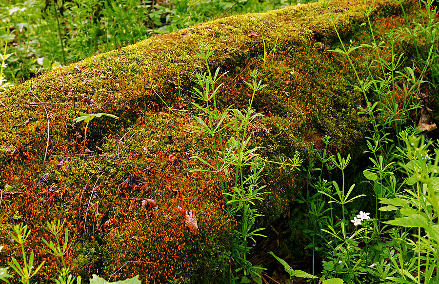 Moss Covered Log Photograph by Larry Ricker