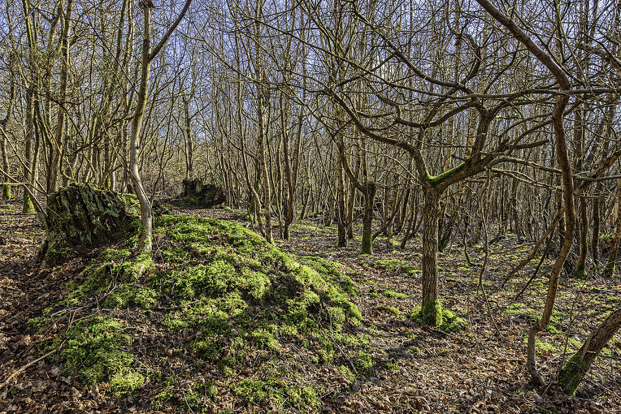 Moss Covered Mound Photograph by Roy Pedersen