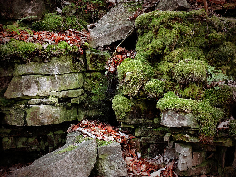 Moss-Covered Rock Photograph by David T Wilkinson