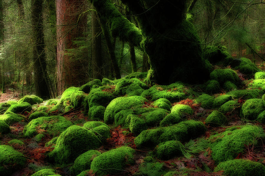 Moss Covered Rocks And Tree Yosemite Np California Photograph by Robert