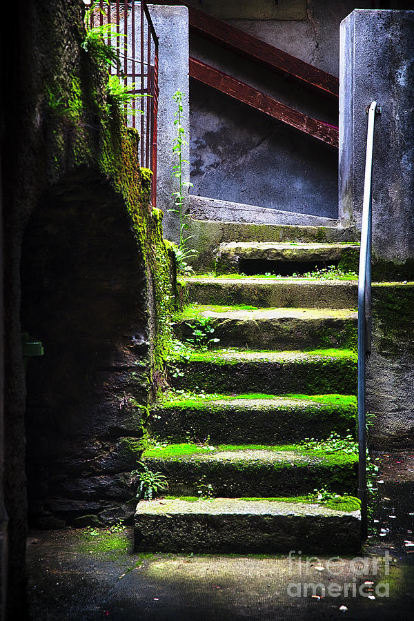 Moss Covered Stairs Photograph