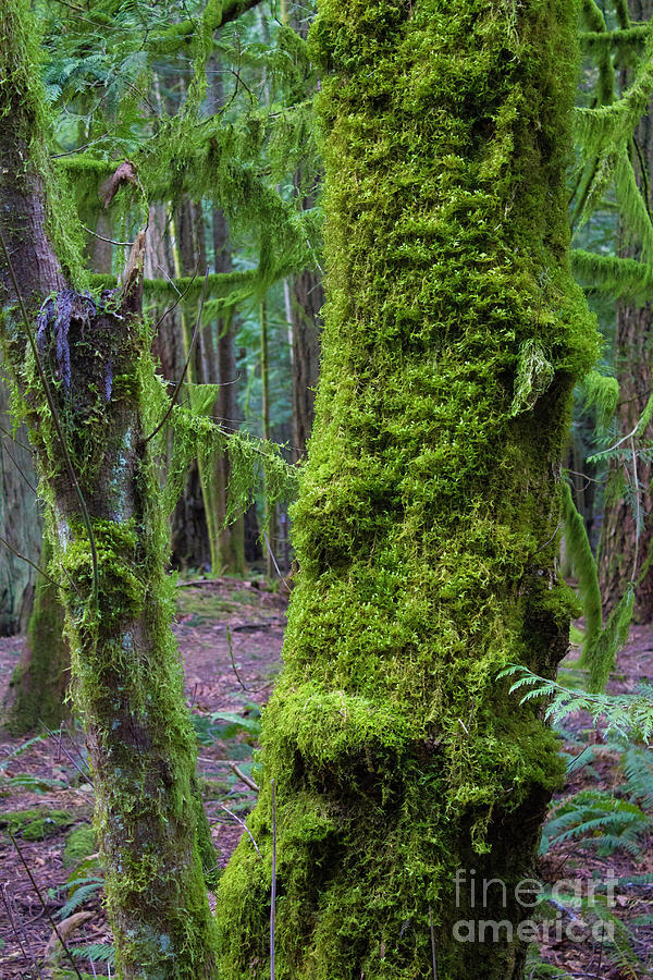Moss Covered Tree 2 Photograph by Donna L Munro