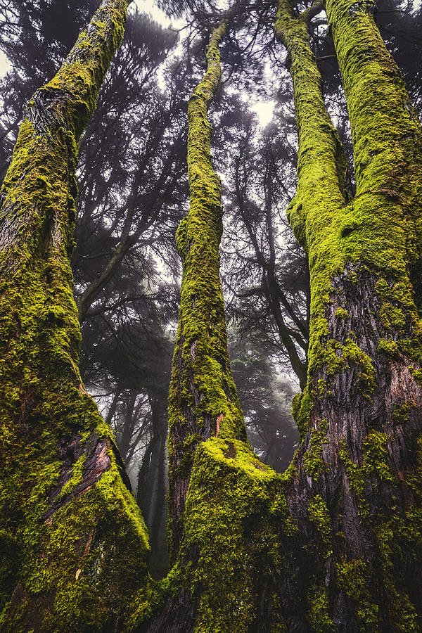 Moss Covered Tree Photograph by Marco Oliveira