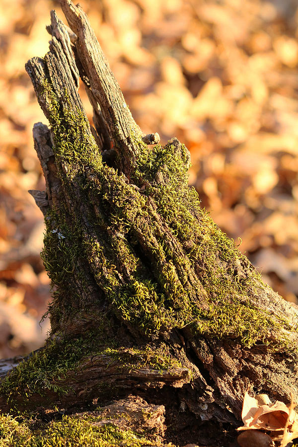 Moss Covered Tree Stump  Photograph by Sheila Brown