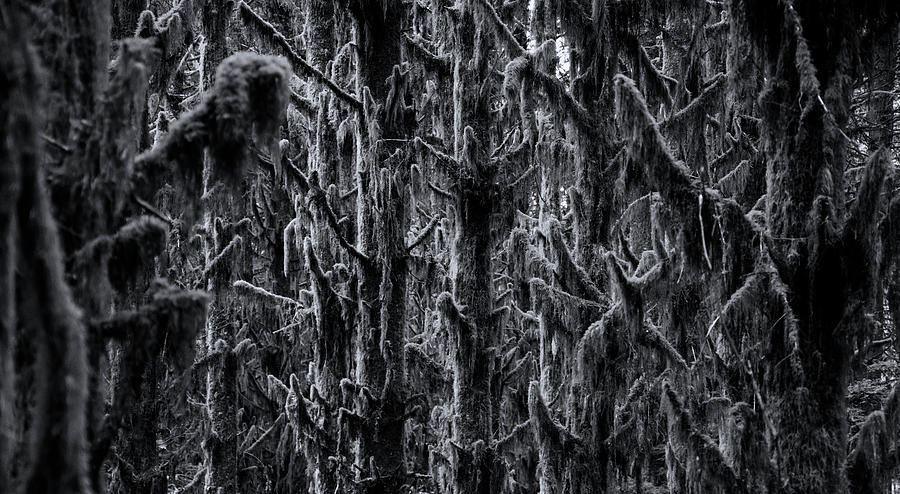 Moss Covered Trees Black and White Photograph by Pelo Blanco Photo