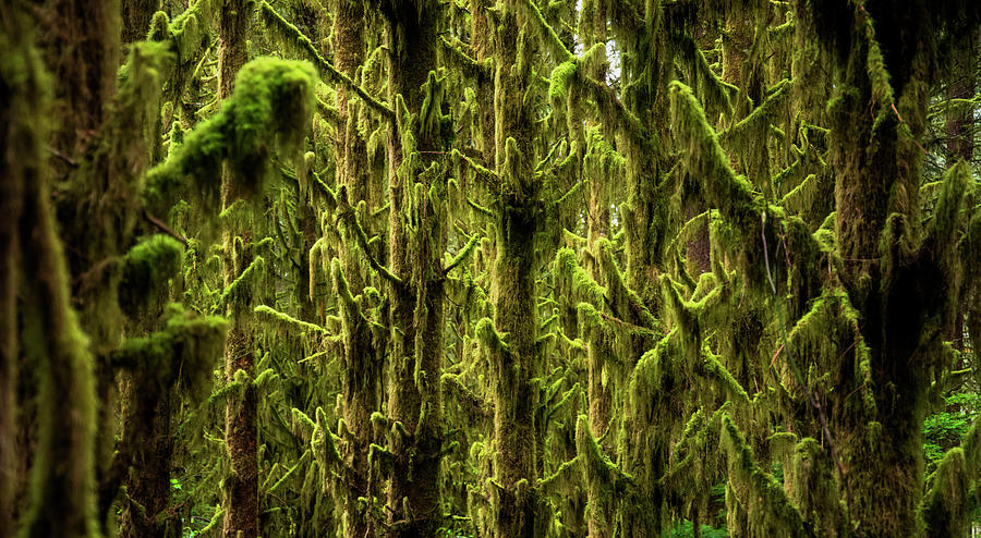 Moss Covered Trees Photograph