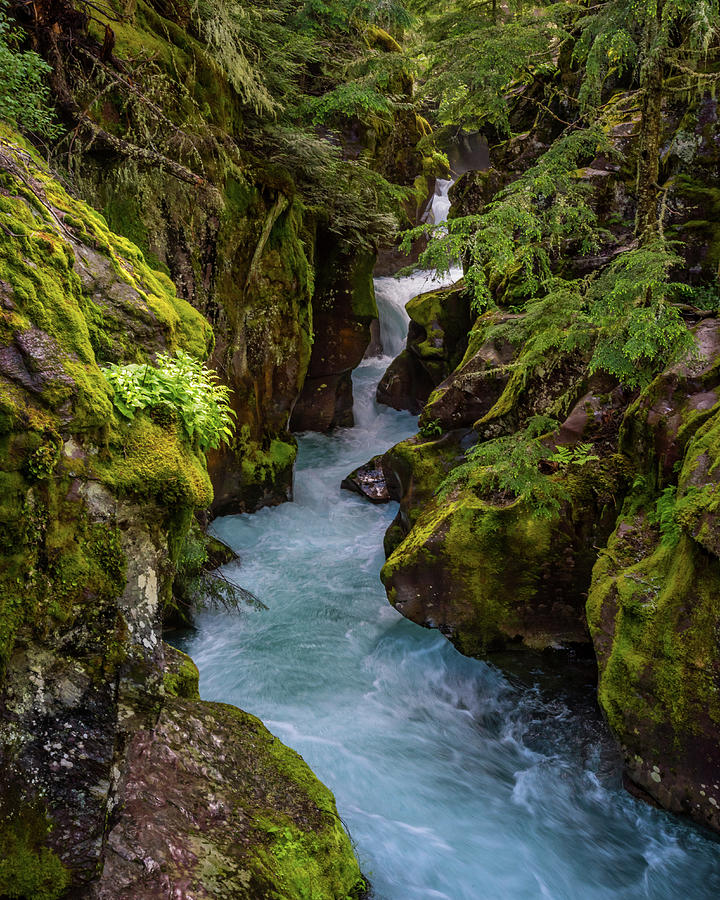 Mossy Avalanche Photograph by Kelly VanDellen